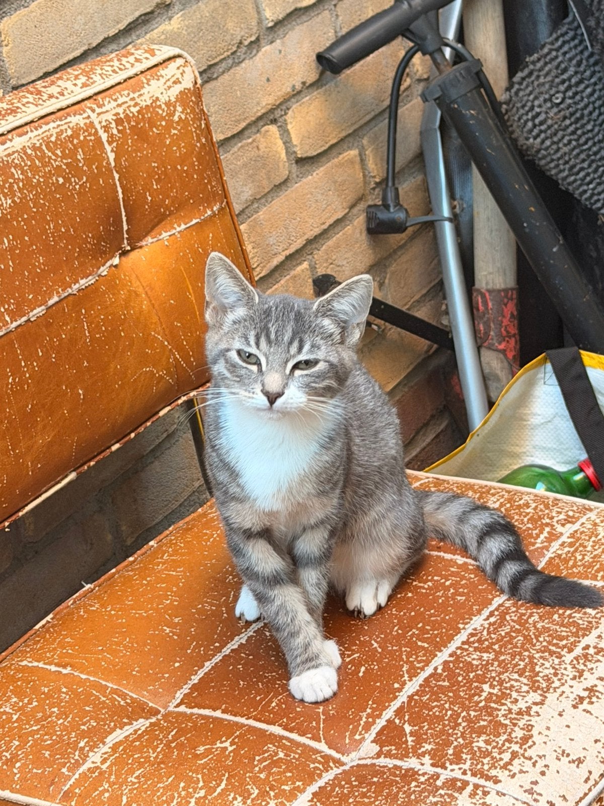Drie lieve poesjes gratis af te halen, Dieren en Toebehoren, Poes