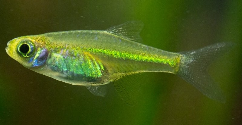 MICRODEVARIO KUBOTAI, Dieren en Toebehoren, Vissen | Aquariumvissen, Zoetwatervis, Vis, Schoolvis