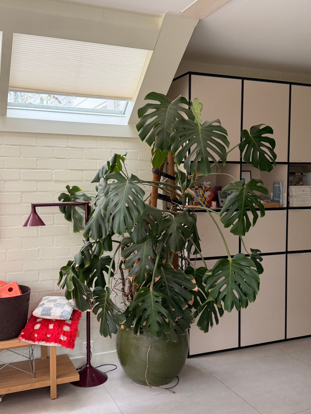 Grote monstera deliciosa, Ophalen, Halfschaduw, 200 cm of meer