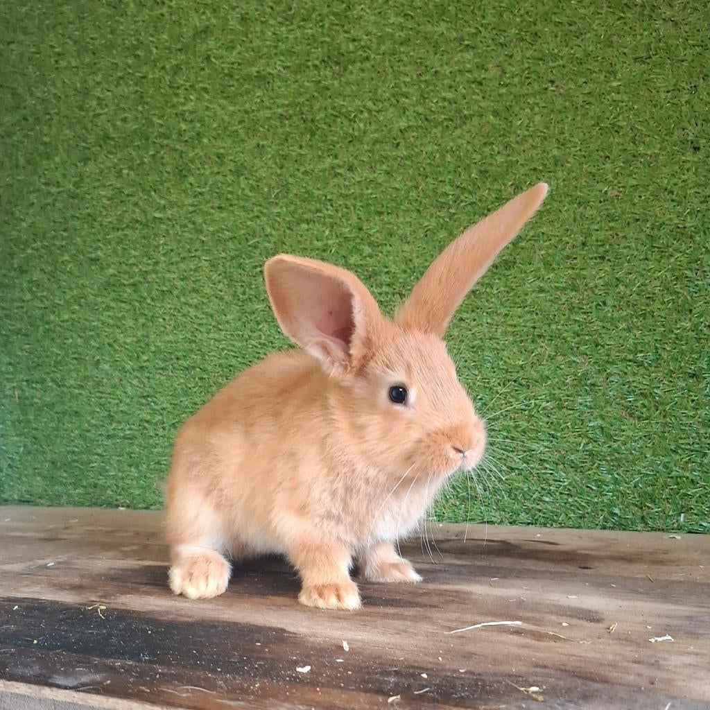 Zuivere gele Vlaamse reuzen, Meerdere dieren, Groot