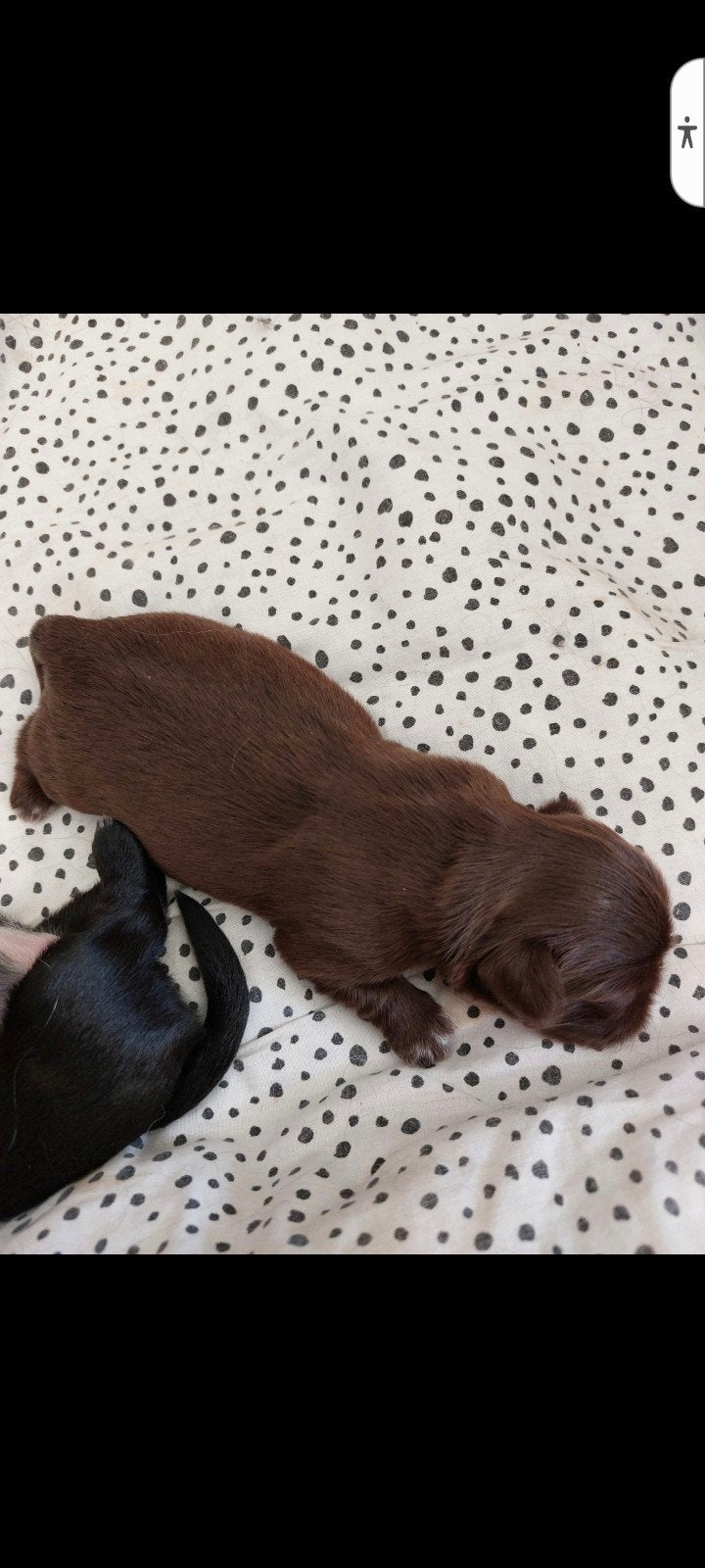 raszuiver choco shih tzu reutje, Parvo, 8 tot 15 weken, Meerdere, Nederland