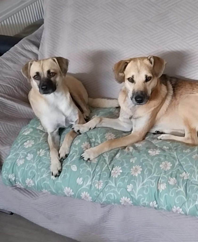 Mooi honden stel ter adoptie, Dieren en Toebehoren, Particulier, Buitenland, Meerdere, Meerdere dieren