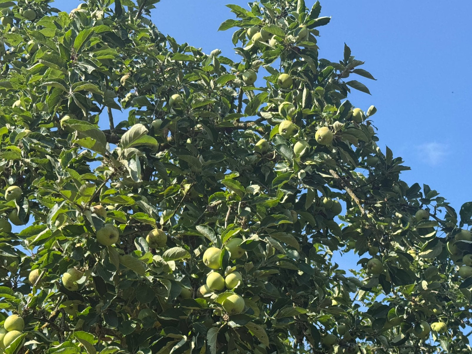 Appelboom, middenhoog, ras Otava, Overige soorten, Lente, Minder dan 100 cm, Ophalen