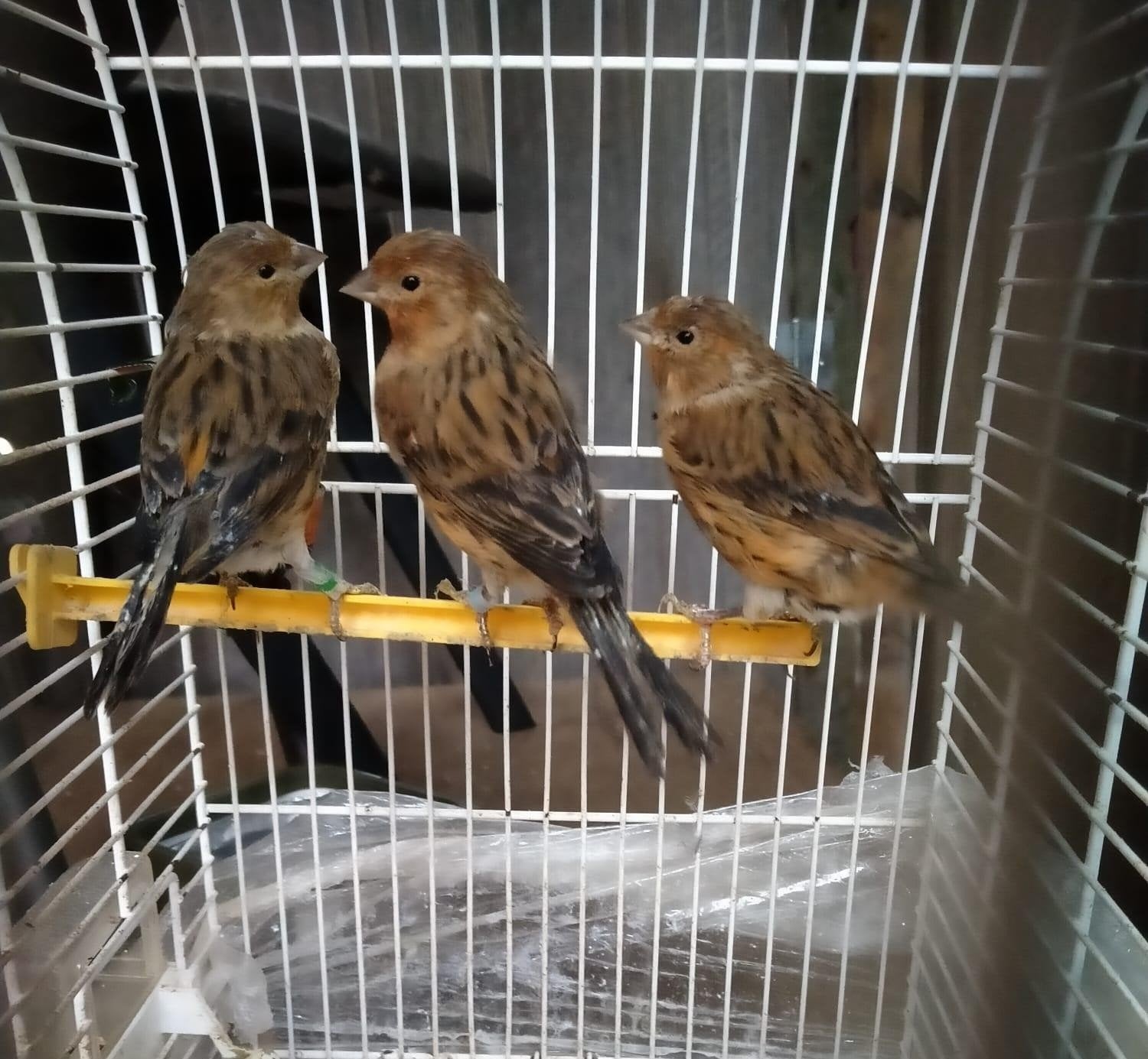 kanarie, Dieren en Toebehoren, Vrouwelijk, Kleurkanarie