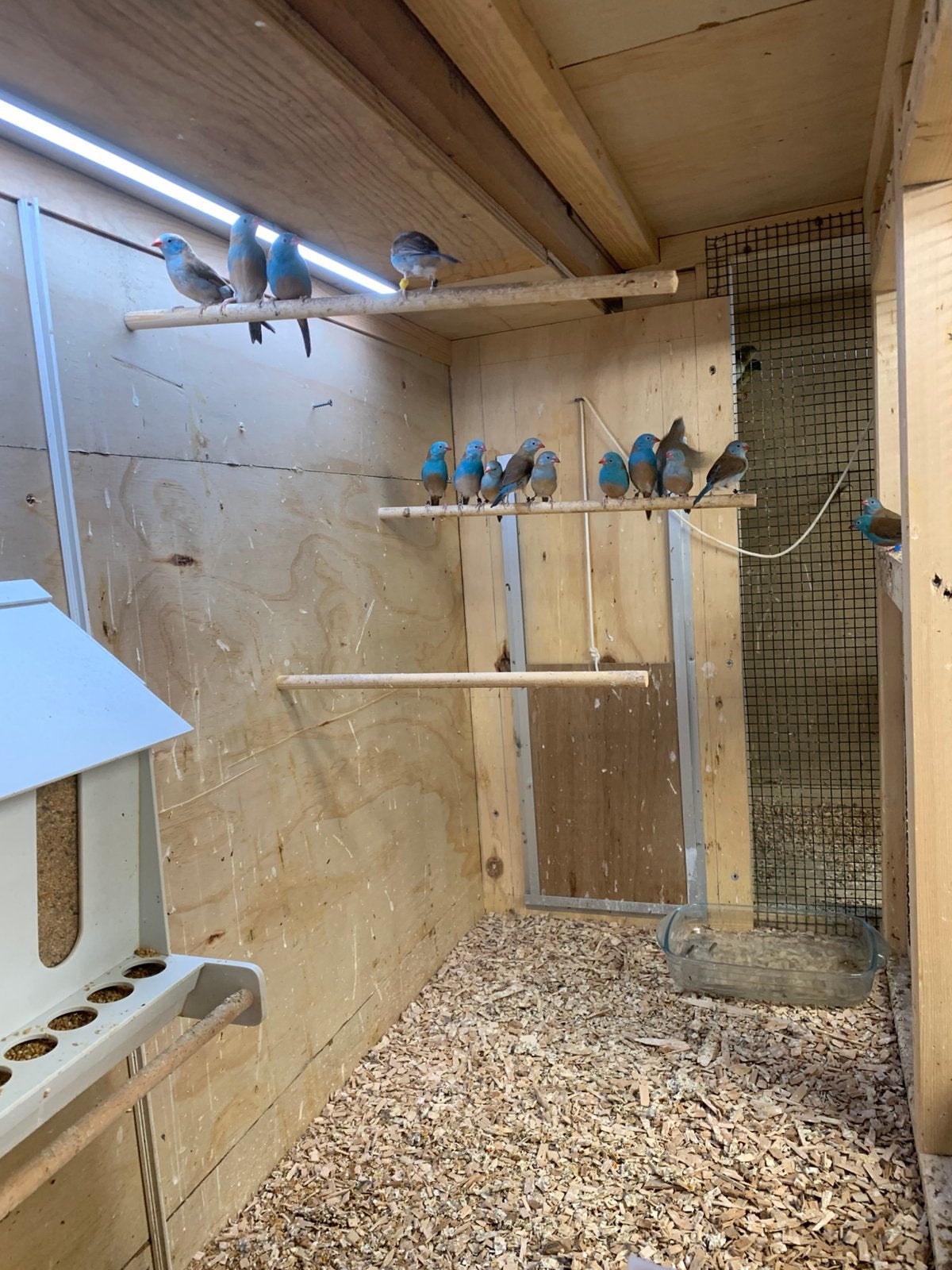 blauw kop fazantjes, Meerdere dieren