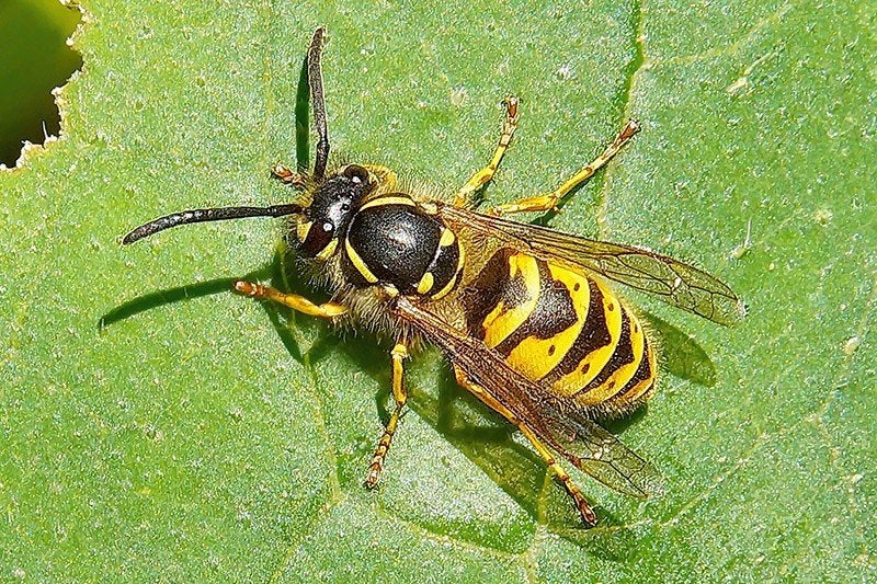 wespen bestrijding, Dieren en Toebehoren, Bijen