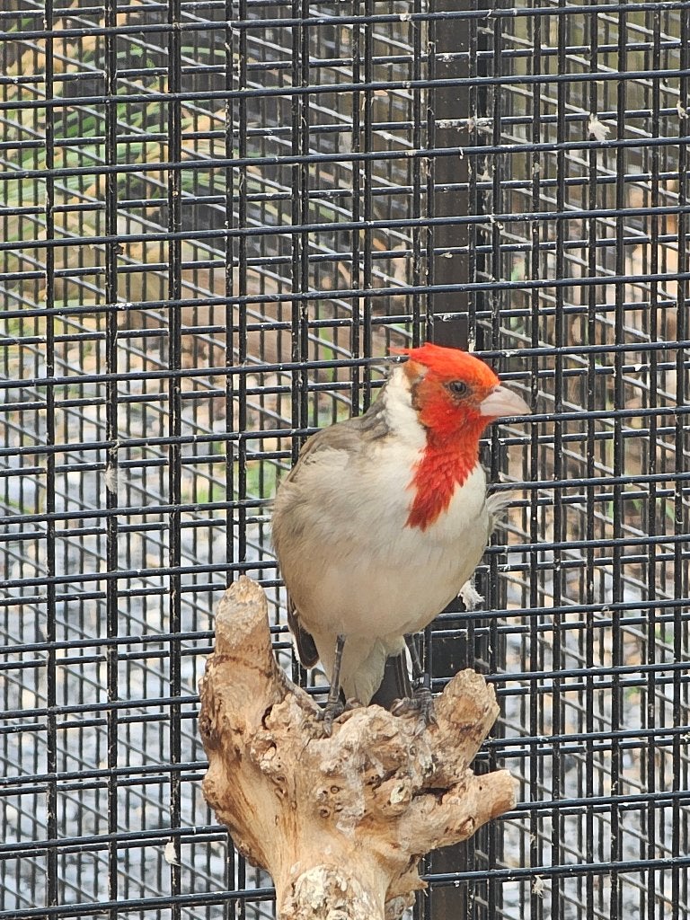 Roodkuifkardinaal | Man, Mannelijk, Wildzangvogel
