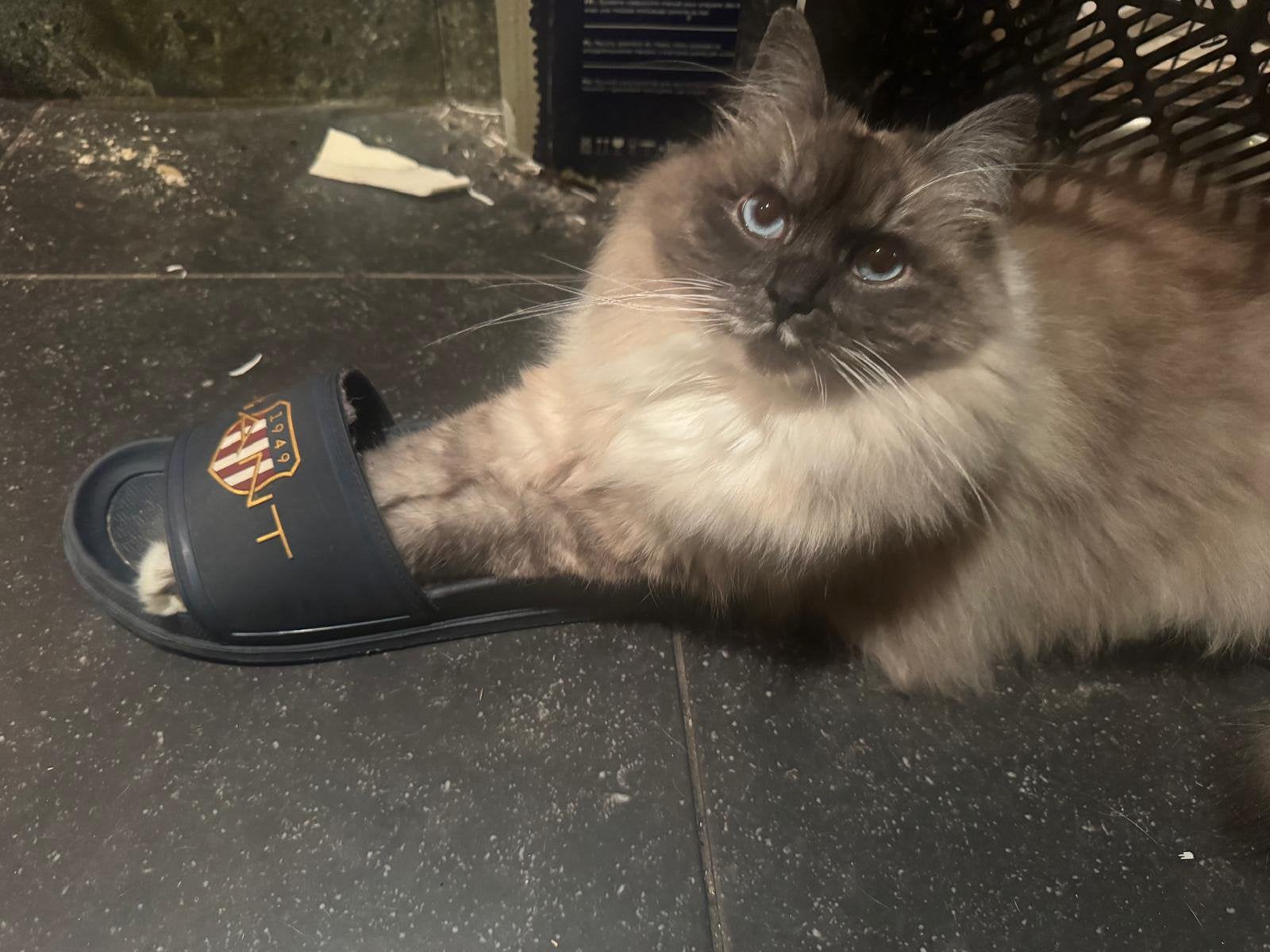 Gezocht Neva Masquerade dekkater, Kater