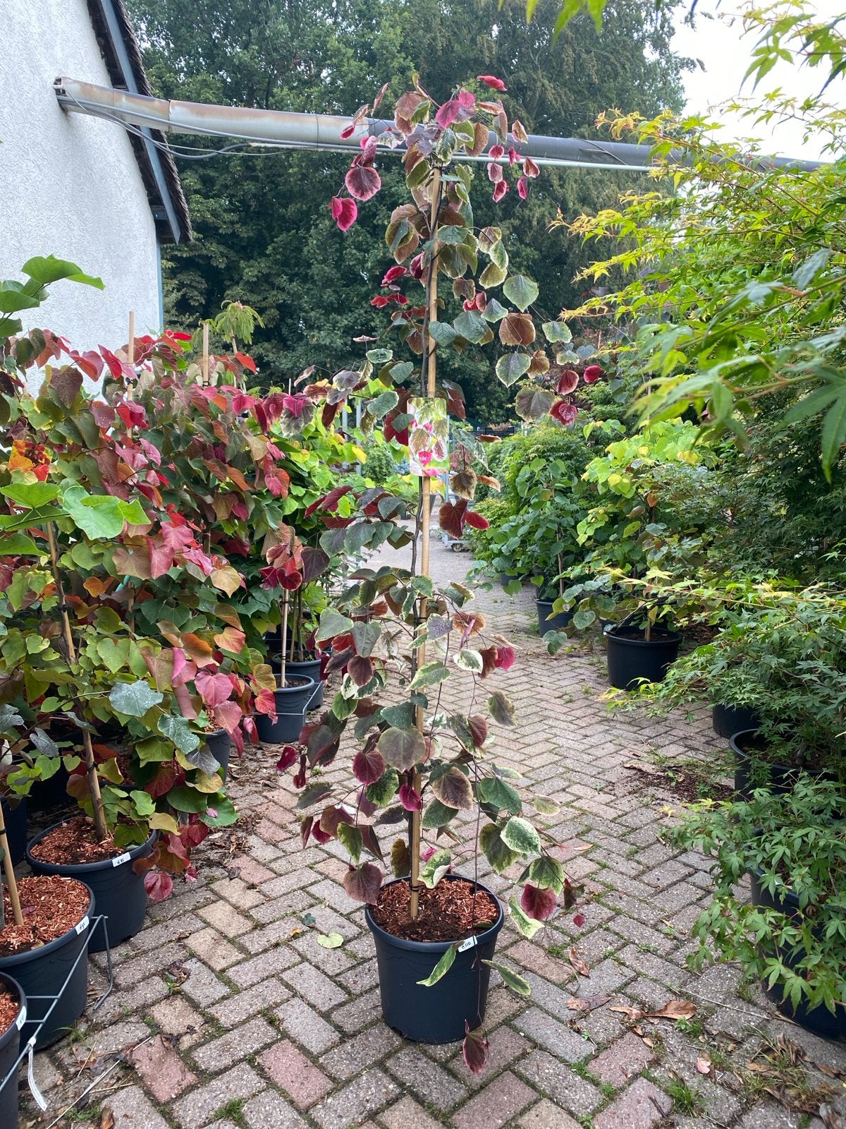 Cercis bomen in diverse soorten, hoogtes en prijzen, Tuin en Terras, Planten | Bomen, Ophalen, In pot, Overige soorten, 100 tot 250 cm