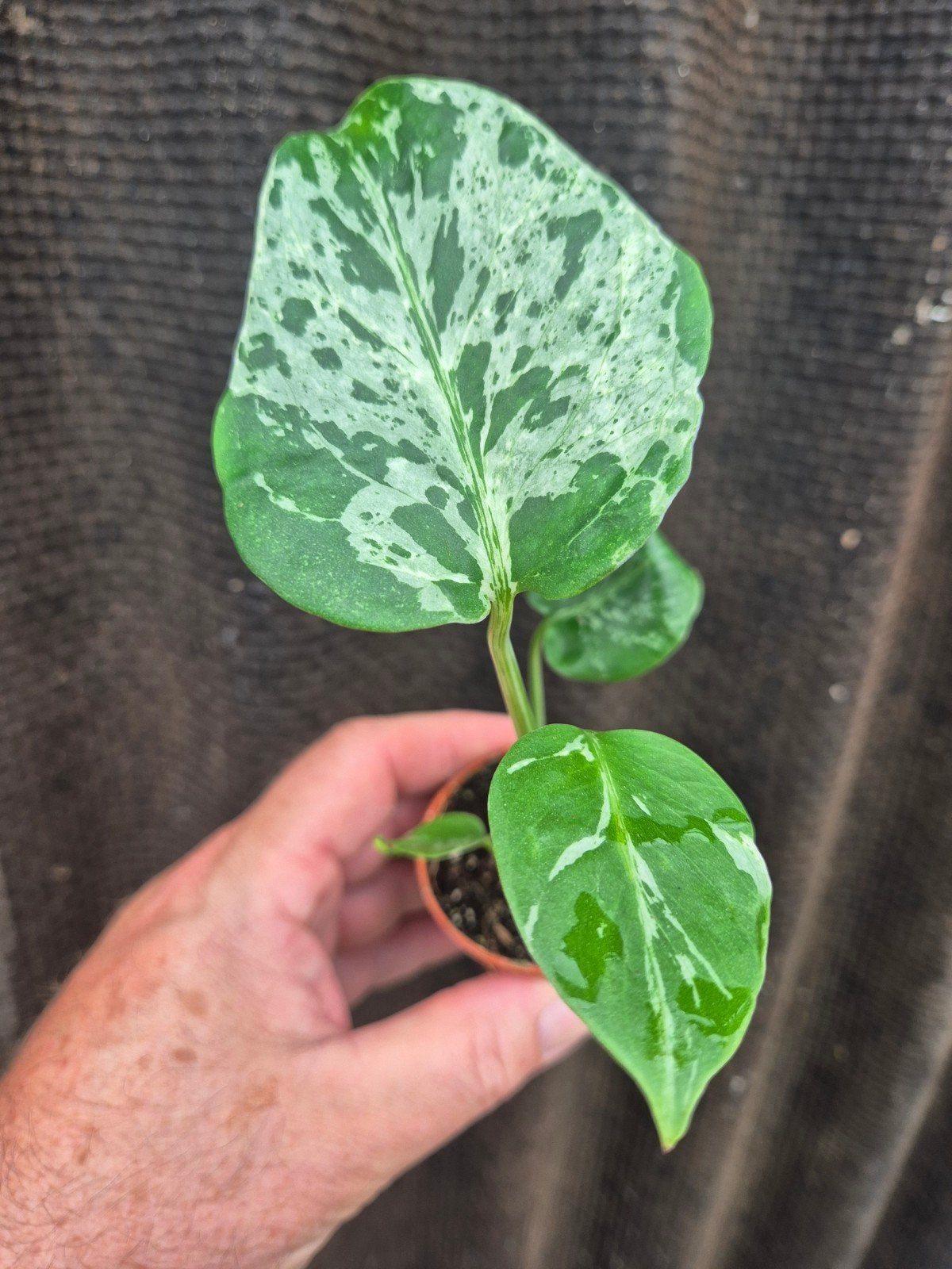 Monstera D Bulbasaur p6 (11), Huis en Inrichting, Ophalen of Verzenden, Halfschaduw, Minder dan 100 cm