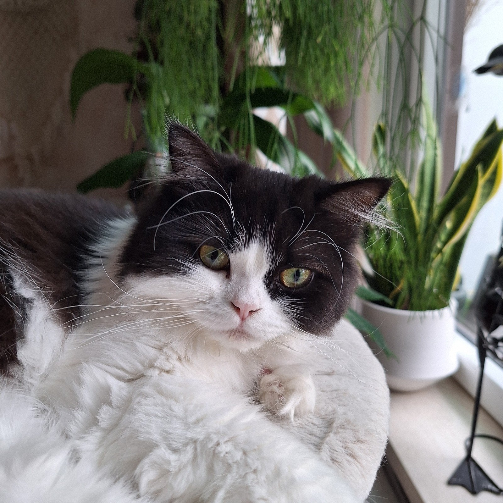 selkirk kruising, Poes, Gechipt, 0 tot 2 jaar