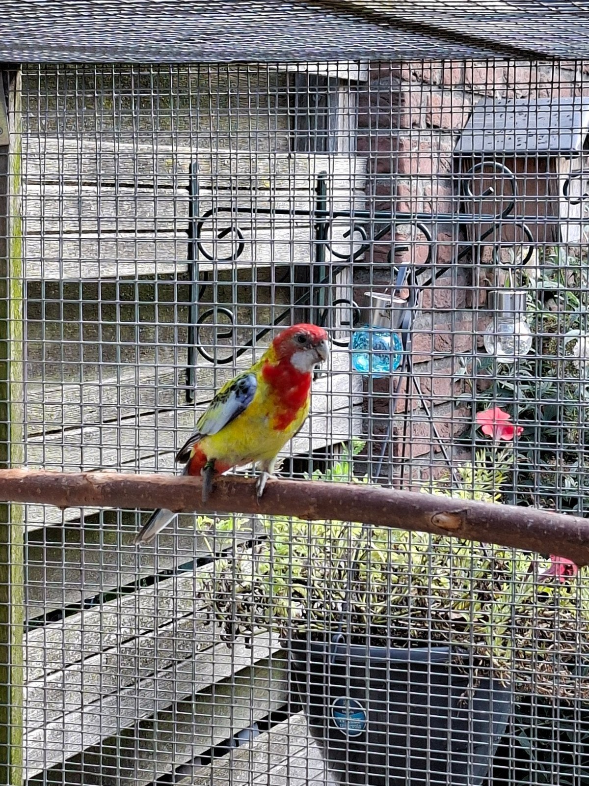 rosella, s