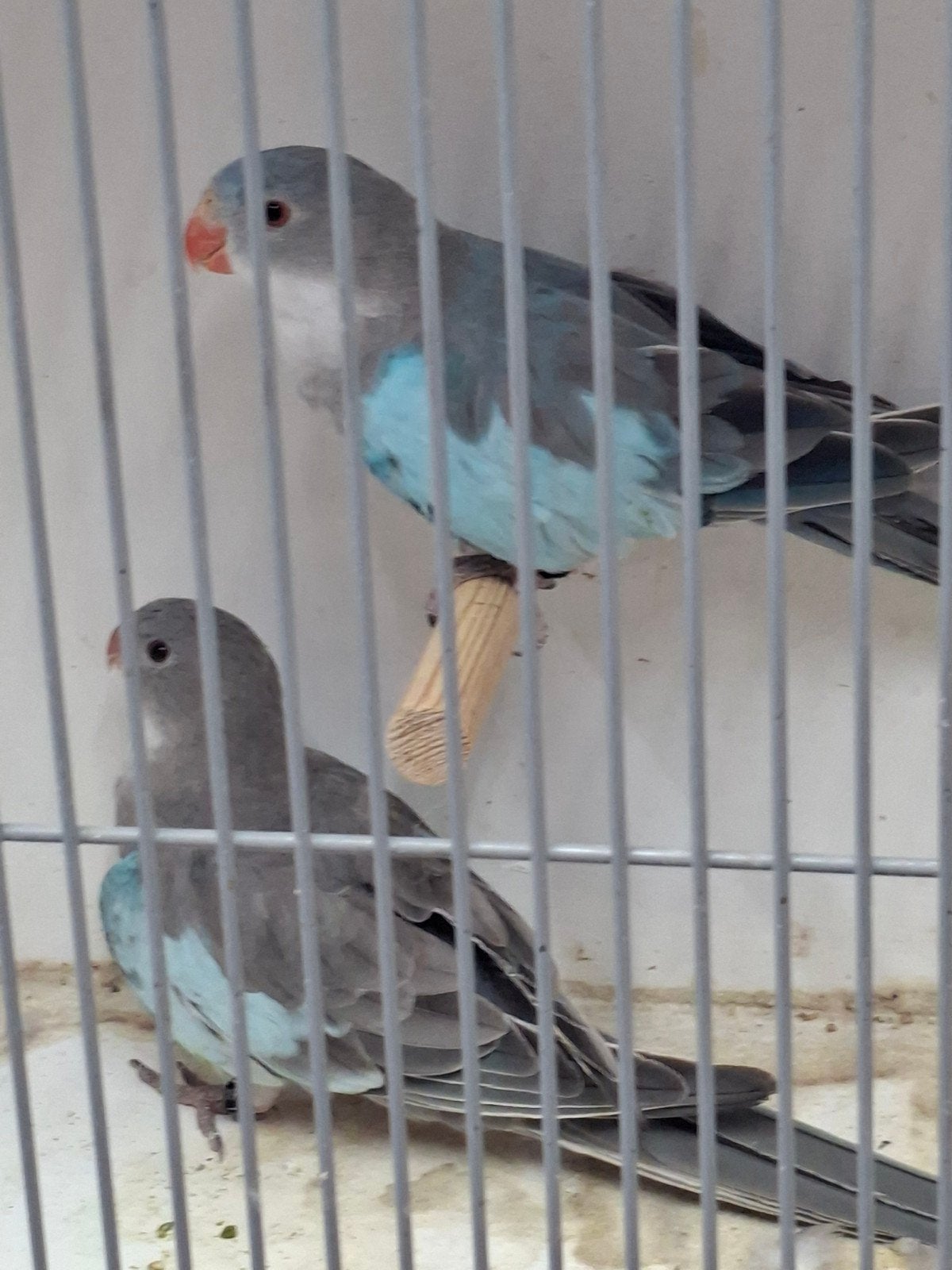 mooi Broedkoppel blauwe Princess of Wales, Dieren en Toebehoren