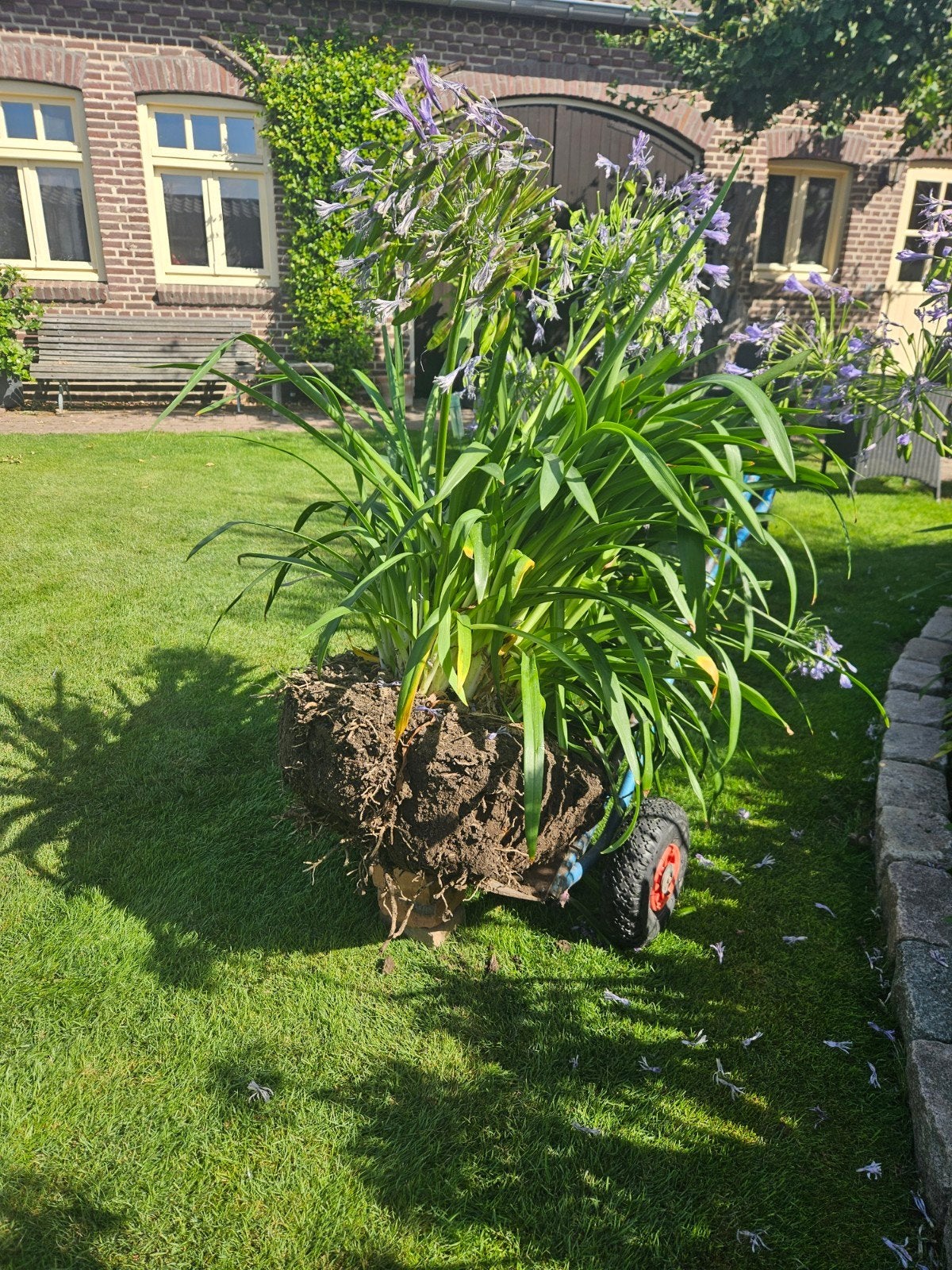 agapanthus afrikaanse lelie, Tuin en Terras, Ophalen, Volle zon, Overige soorten