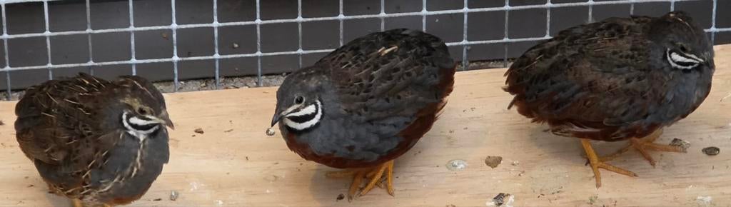 Chinese kwartel haantje jong, Dieren en Toebehoren, Pluimvee, Mannelijk, Overige soorten
