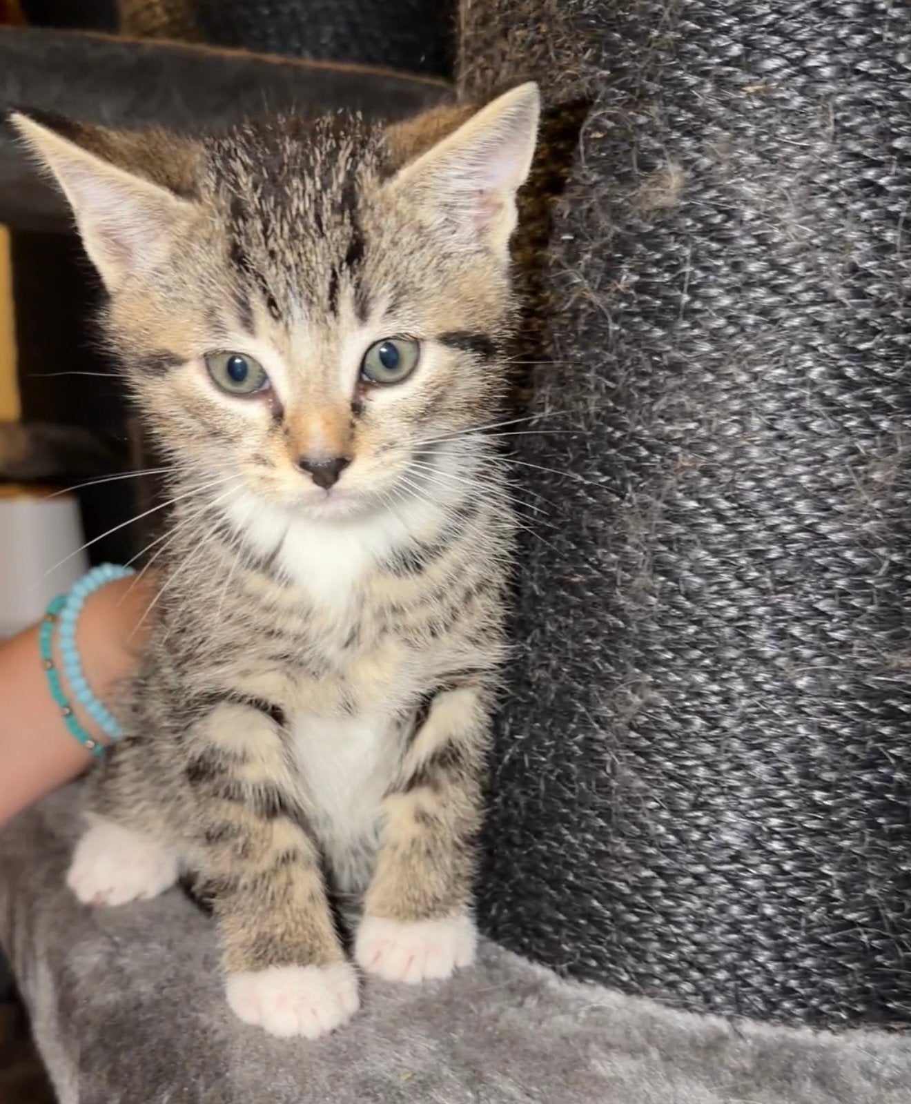 Kittens, Meerdere dieren, Ontwormd, 0 tot 2 jaar