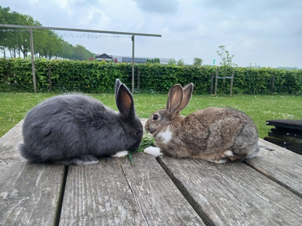 Lieve handtamme jonge konijntjes, Dieren en Toebehoren, Konijnen, Meerdere dieren, Middelgroot, 0 tot 2 jaar