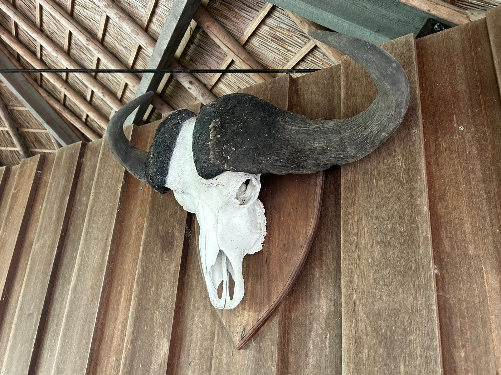 Buffel, Ophalen, Zo goed als nieuw, Paard, Beeldje of Figuurtje