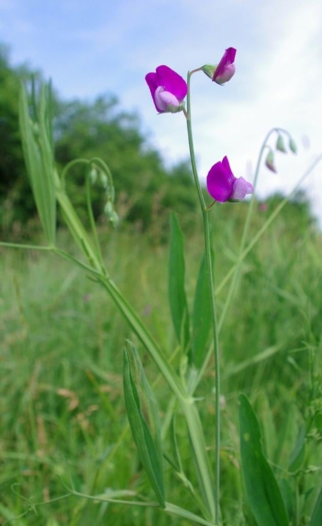 Biologische Ruige Lathyrus Zaden, Ophalen of Verzenden, Volle zon