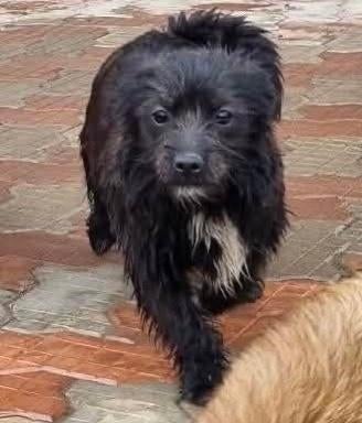 LEVIN, VROLIJKE, MENSGERICHTE, PUP,  KLEINE MIDDELMAAT, Dieren en Toebehoren, Honden | Niet-rashonden, Particulier, 15 weken tot 1 jaar
