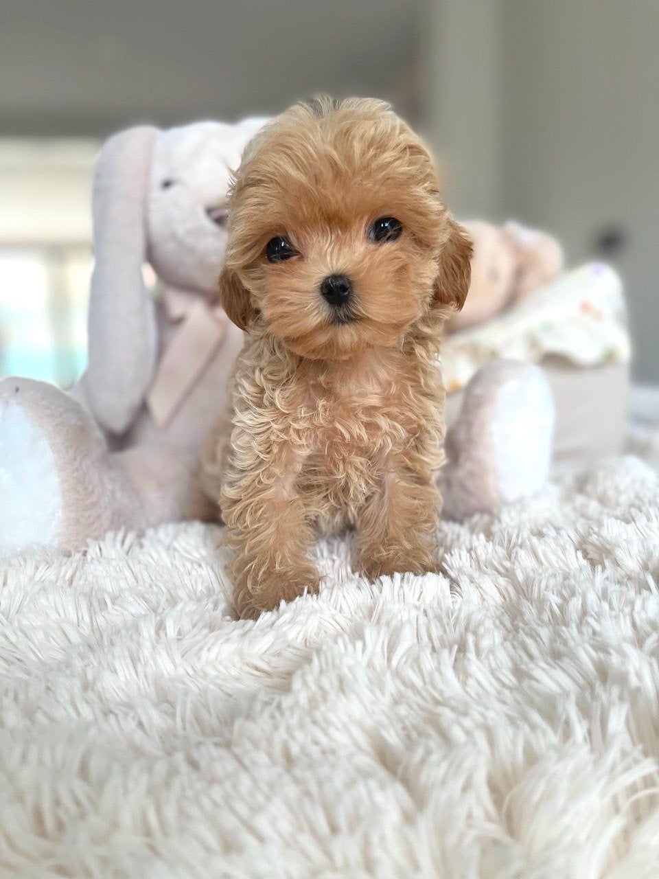 Exclusieve Maltipooi F1, Micro pup (Maltezer/ Toy Poedel), Particulier, Overige rassen, 8 tot 15 weken, Buitenland