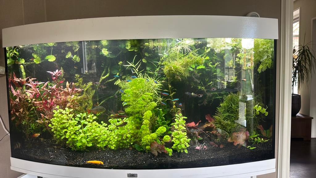Mooi juwel vision 260 aquarium compleet met toebehoren, Dieren en Toebehoren, Vissen | Aquaria en Toebehoren, Ophalen of Verzenden