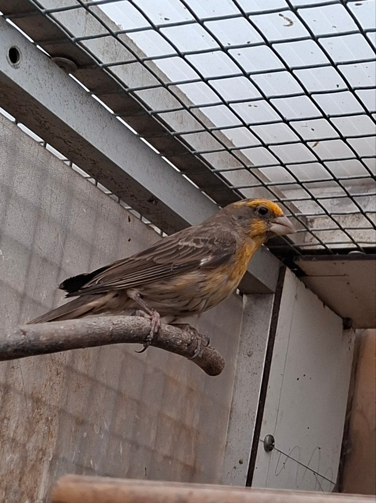 Mexicaanse roodmussen, Meerdere dieren
