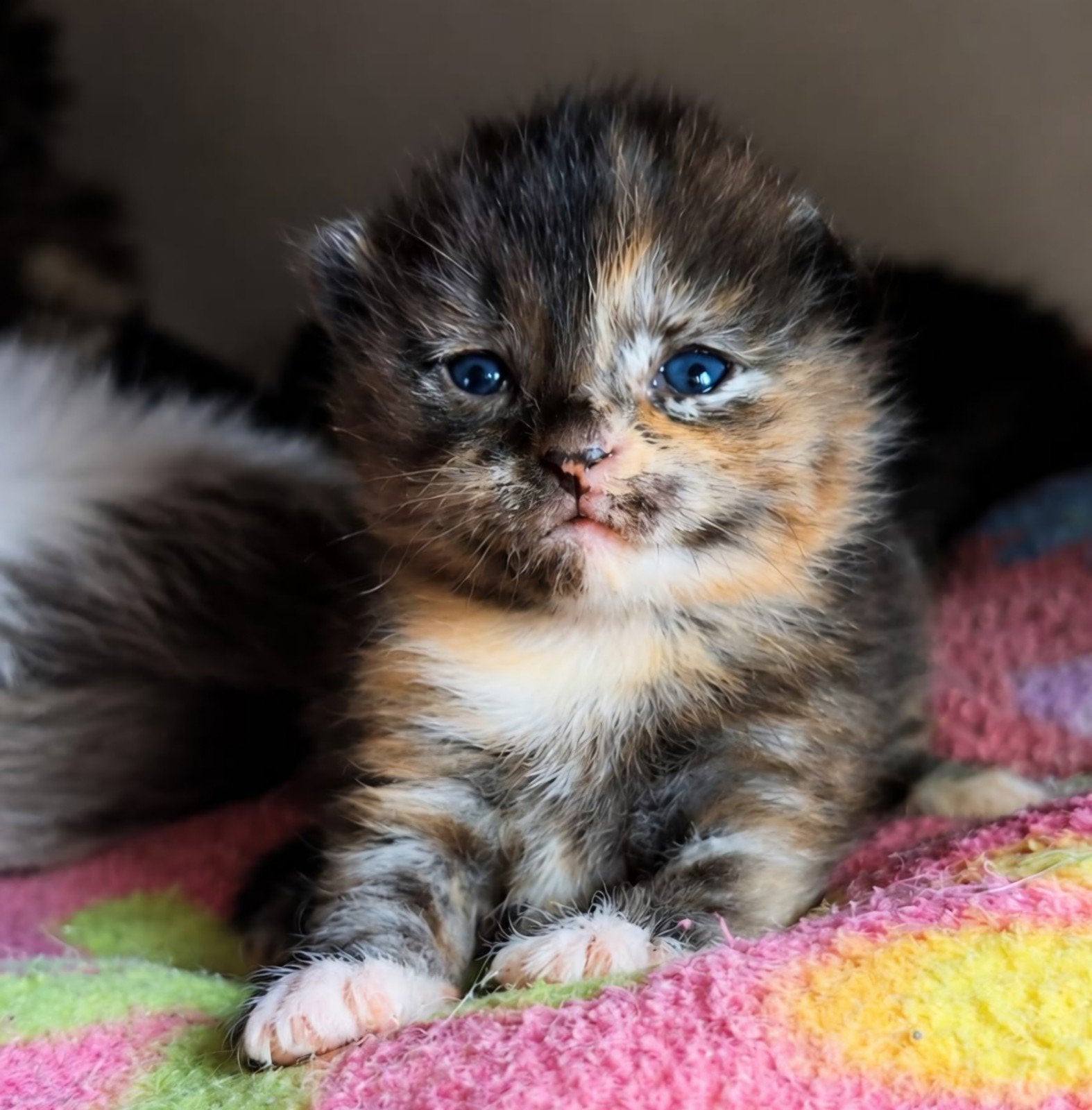 Handtamme kittens mogen  uit huis, Dieren en Toebehoren, Meerdere dieren, Ontwormd