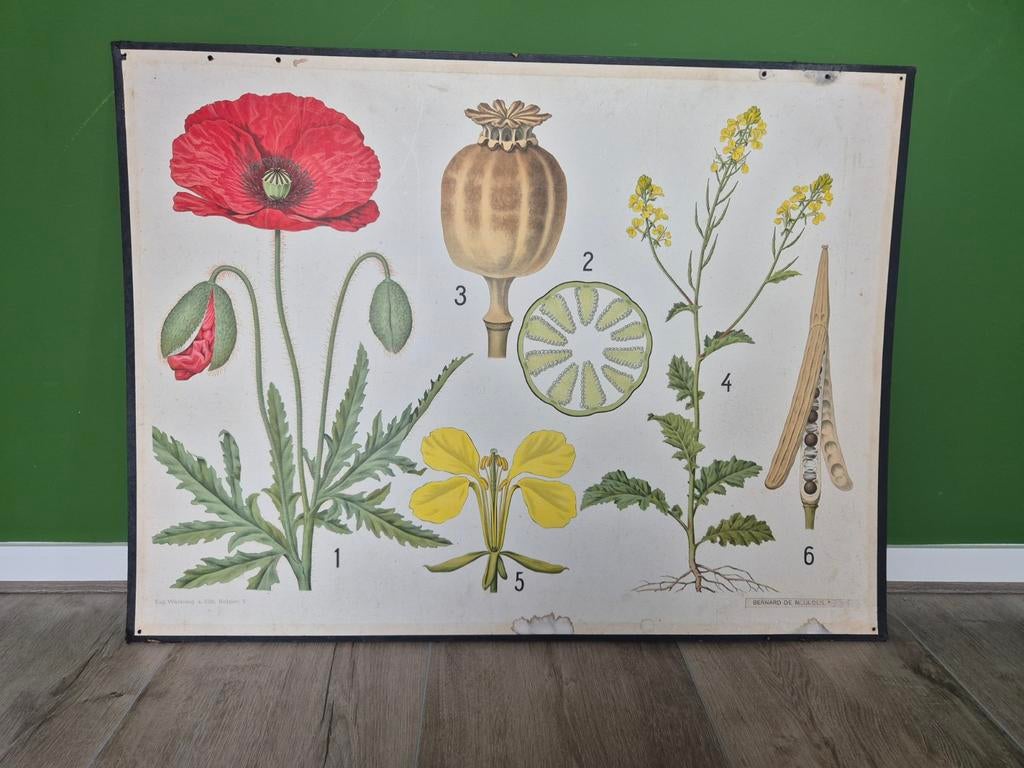 Schoolplaat papaver/klaproos - +/-1920, Ophalen of Verzenden, Natuur en Biologie