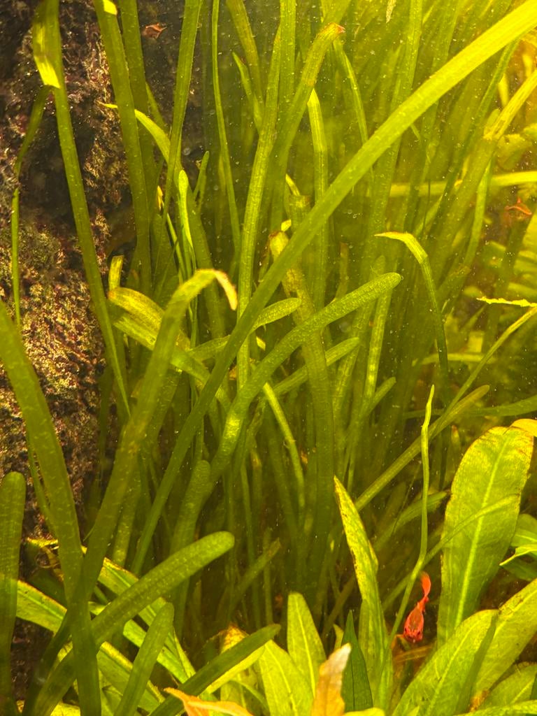 vallisneria spiralis aquarium plant, makkelijke plant, Vis