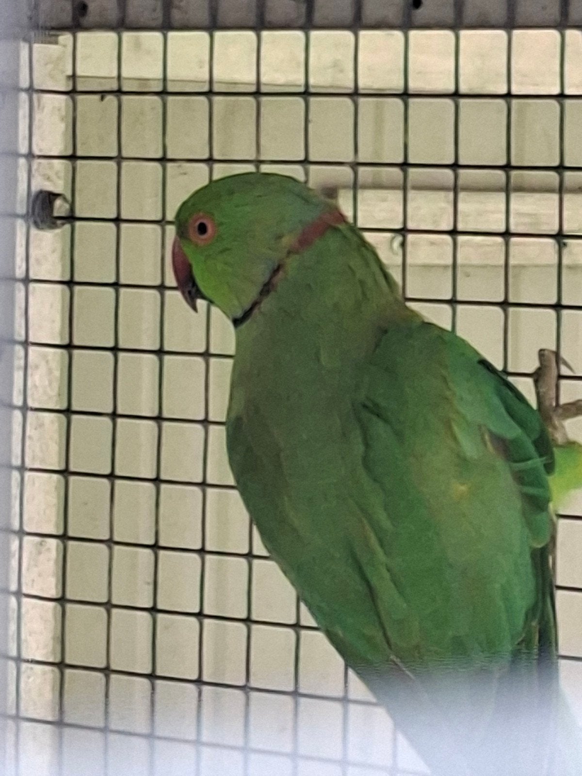 koppel groene halsbandparkieten, Meerdere dieren, Parkiet