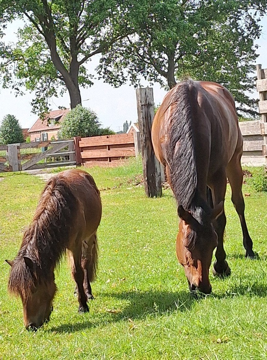 Shetland merrie jaarling eindmaat 1 meter, Dieren en Toebehoren, Pony's, Merrie, A pony (tot 1.17m), Gechipt, 0 tot 2 jaar