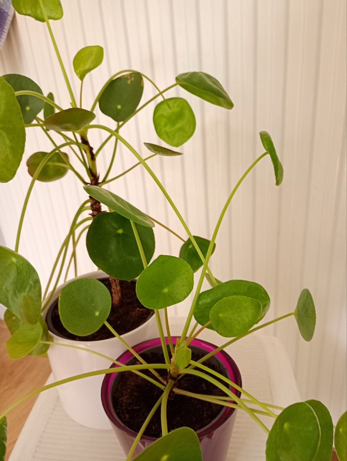 Pannenkoekplanten, twee stuks, Ophalen of Verzenden, Overige soorten, Halfschaduw, Minder dan 100 cm