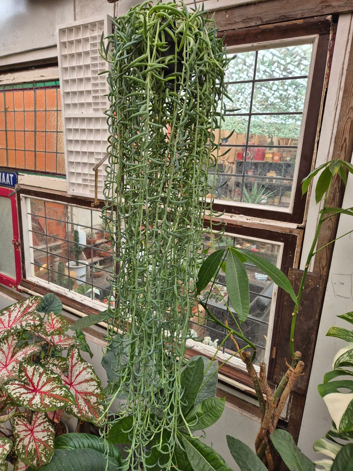 Senecio Radicans XXL p14 (1)