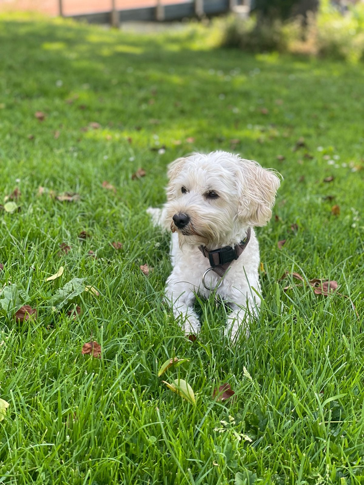 Mutipoo dekreu, Reu, 1 tot 2 jaar, Eén hond, CDV (hondenziekte)