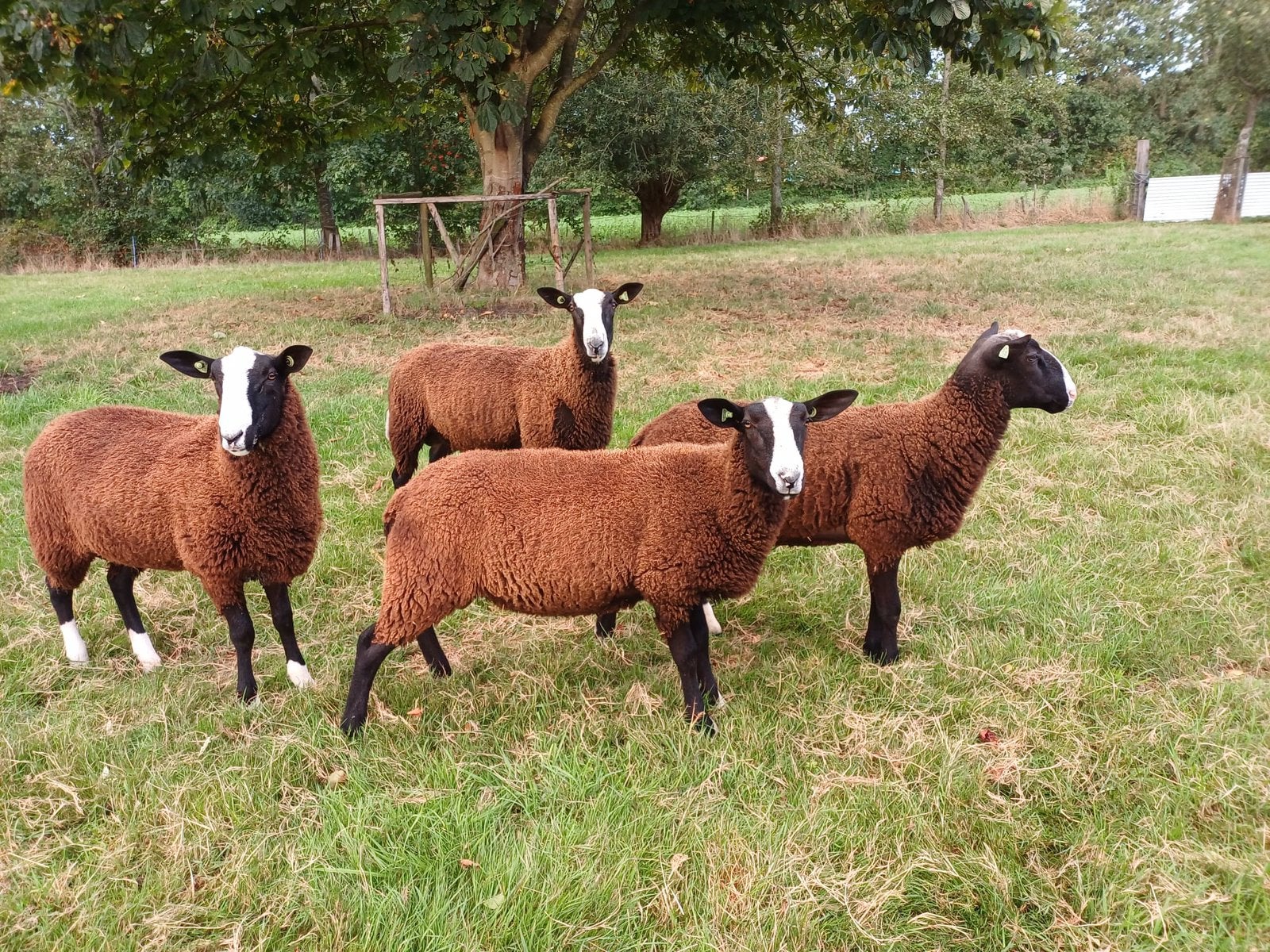 3 zwoegervrije dek rammen Zwartbles te koop, Dieren en Toebehoren, Schapen, Geiten en Varkens, Mannelijk, Schaap, 0 tot 2 jaar