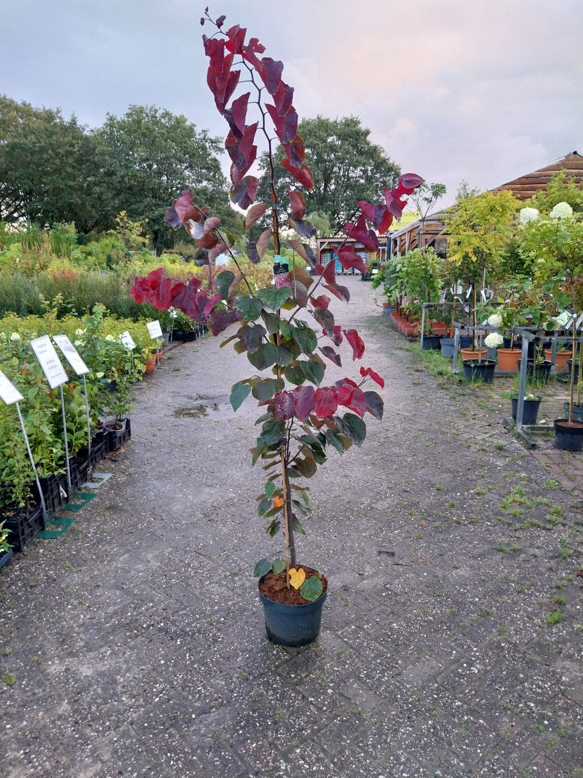 Cercis Forest Pansy - Judasboom met prachtig blad, Ophalen, Overige soorten, Minder dan 100 cm