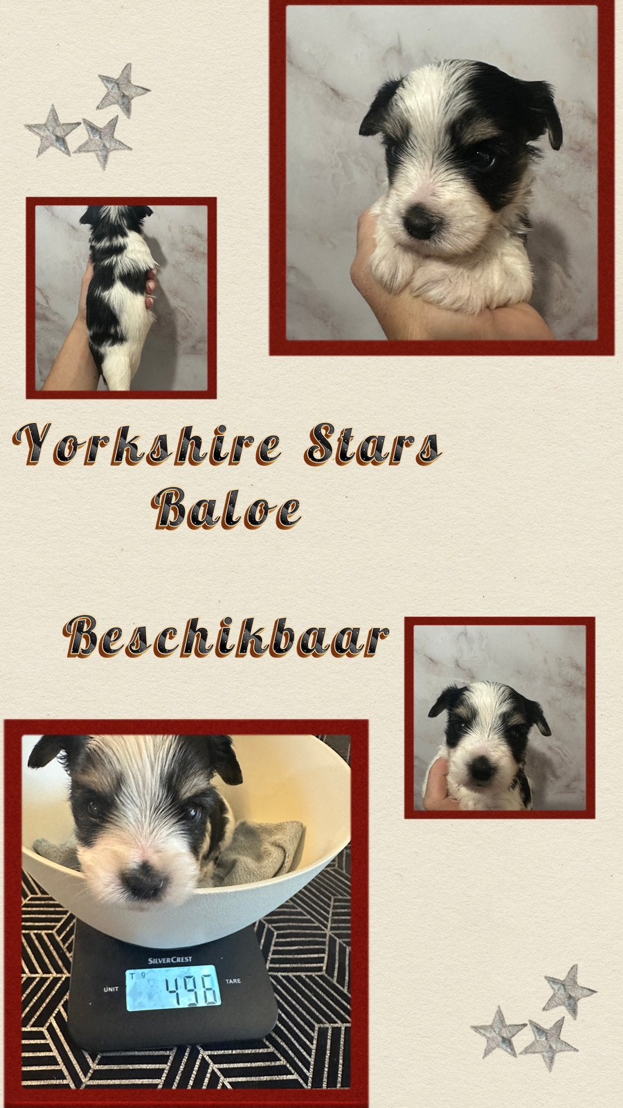 Laatste reutje beschikbaar voor reservering, Yorkshire Terriër, Reu, 8 tot 15 weken, Parvo
