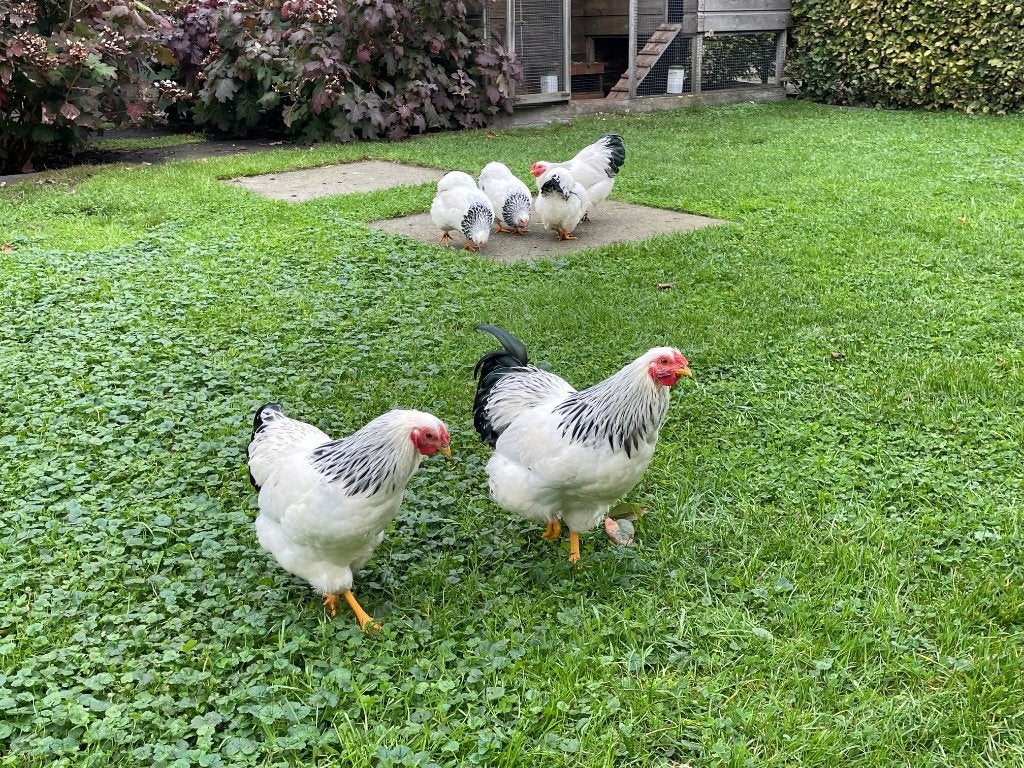 Wyandotte kriel haan zwart wit Columbia, Dieren en Toebehoren, Mannelijk, Kip