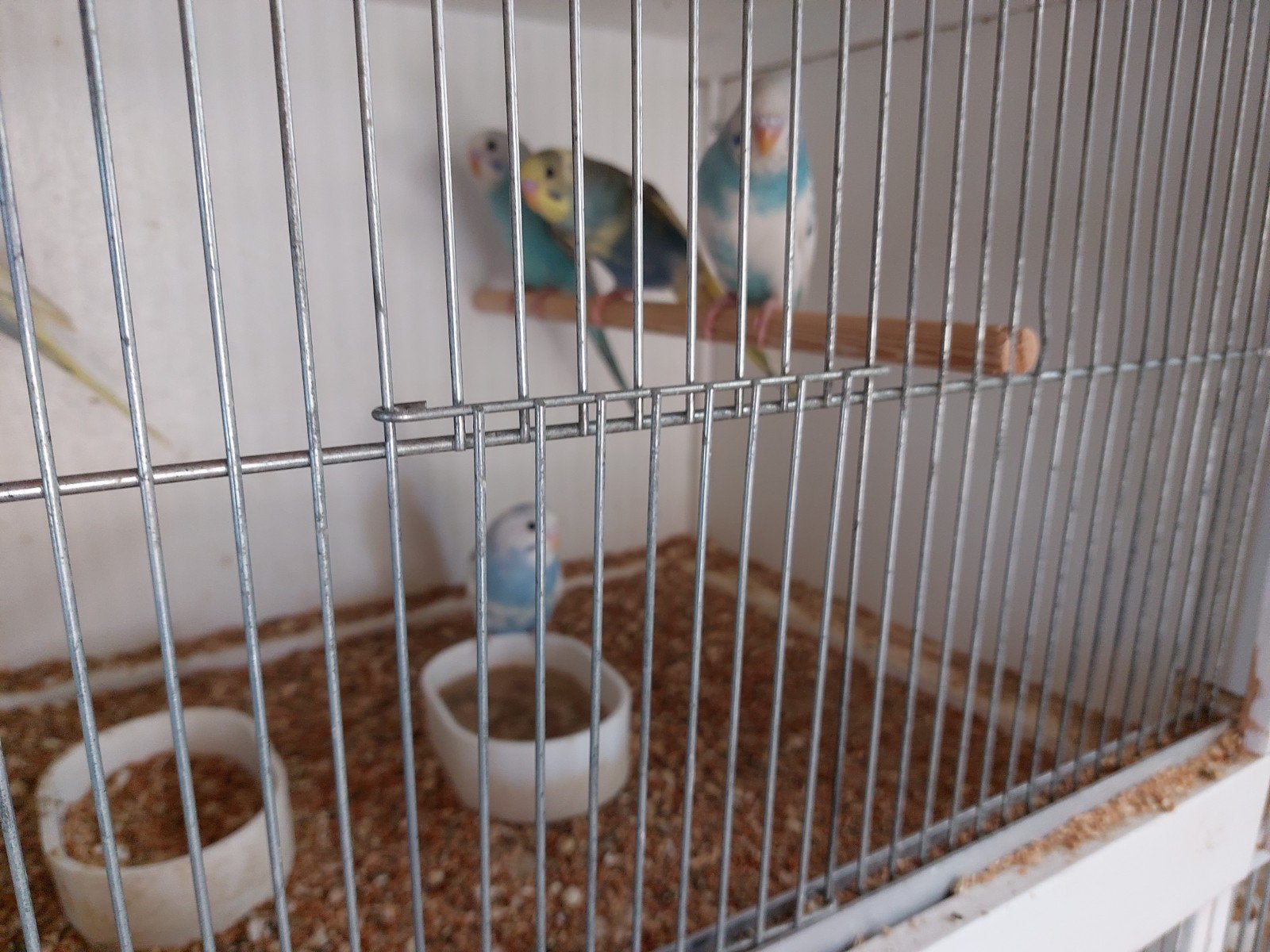 grasparkieten, Dieren en Toebehoren, Vogels | Parkieten en Papegaaien, Meerdere dieren, Parkiet