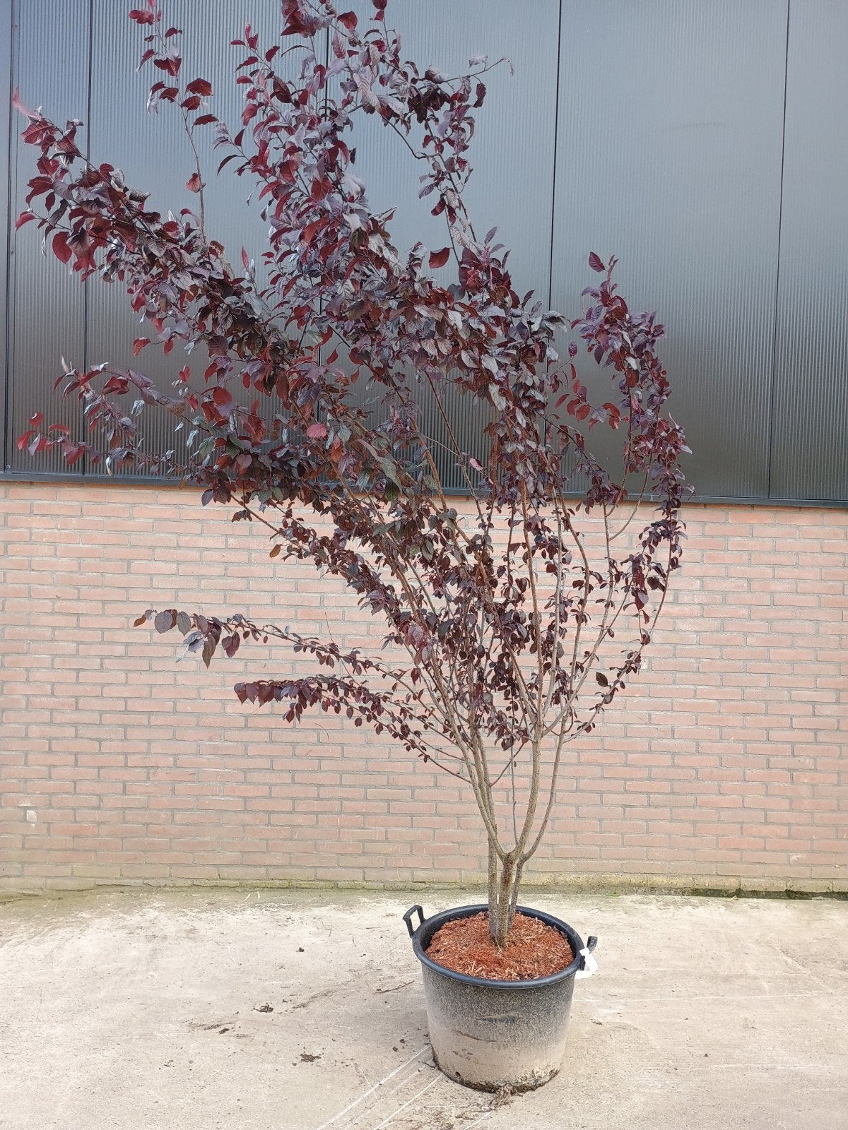 Prunus Nigra - Sierkers met Donkerrood Blad, Overige soorten, Lente, 100 tot 250 cm, Ophalen