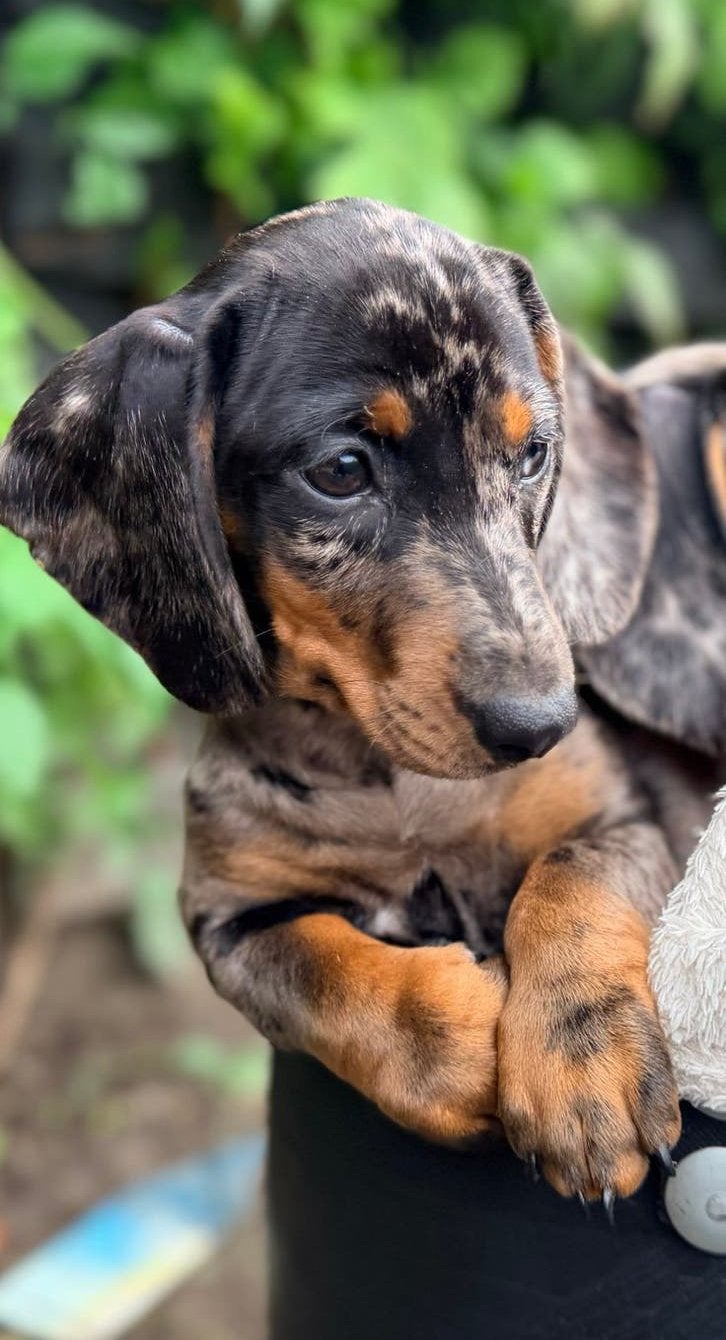 Huiskamernest Dwerg teckel pups getijgerd (merle) 3x teefje, Dieren en Toebehoren, CDV (hondenziekte), 8 tot 15 weken, Korthaar