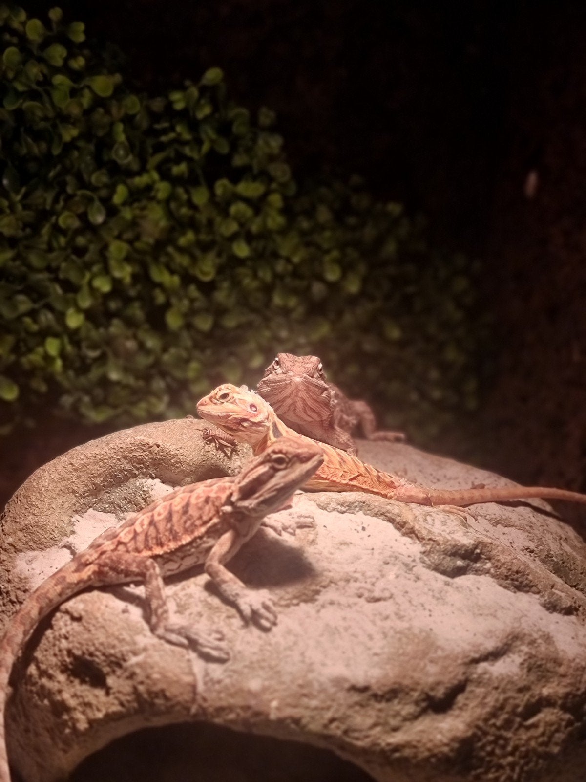 drie baardagamen (gratis/ of wat u kunt missen), Overige soorten, Met terrarium, 0 tot 2 jaar