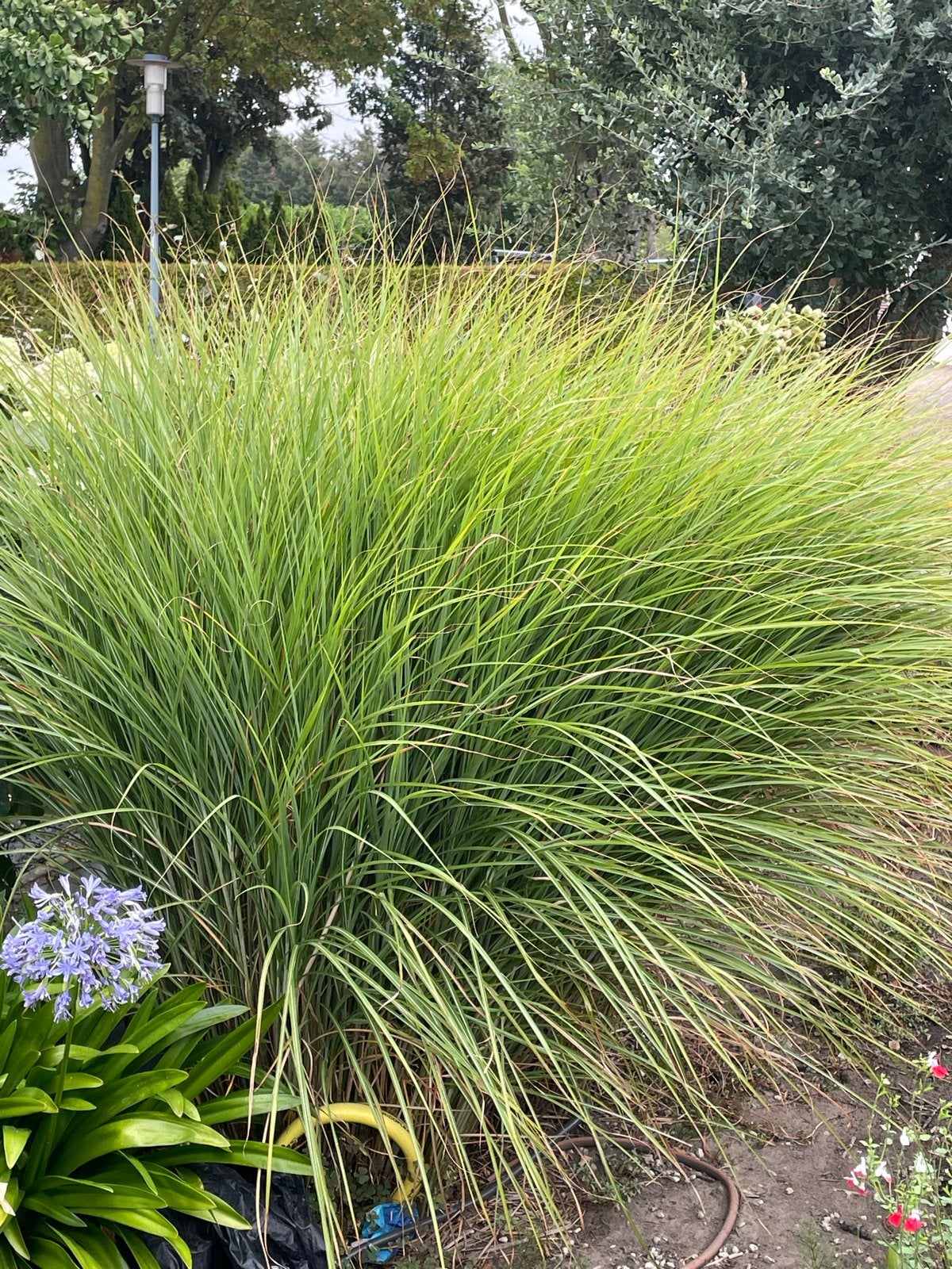 Siergras voor een natuurlijke tuinsfeer, Ophalen, Volle zon, Vaste plant, Siergrassen
