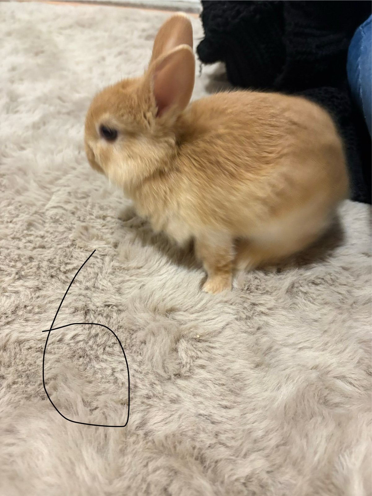 Baby konijntjes, Dieren en Toebehoren, Meerdere dieren, Dwerg