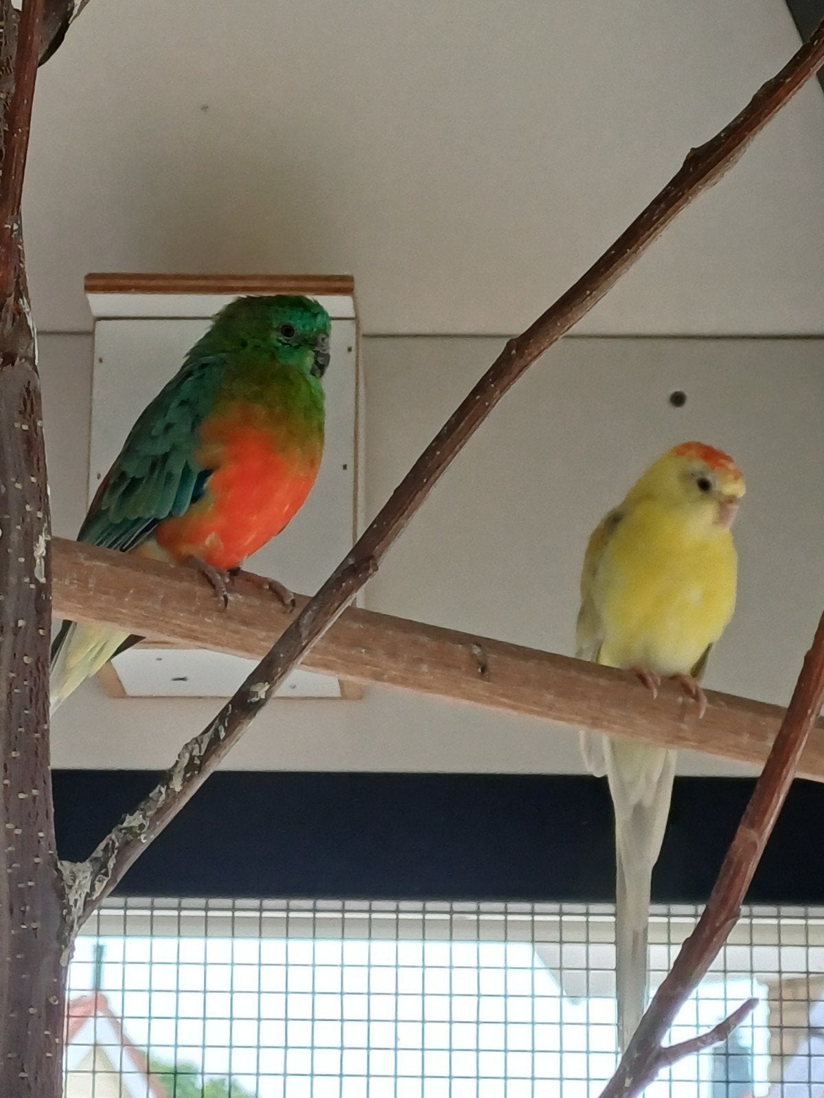 Koppel  roodruggen, Dieren en Toebehoren, Meerdere dieren, Parkiet