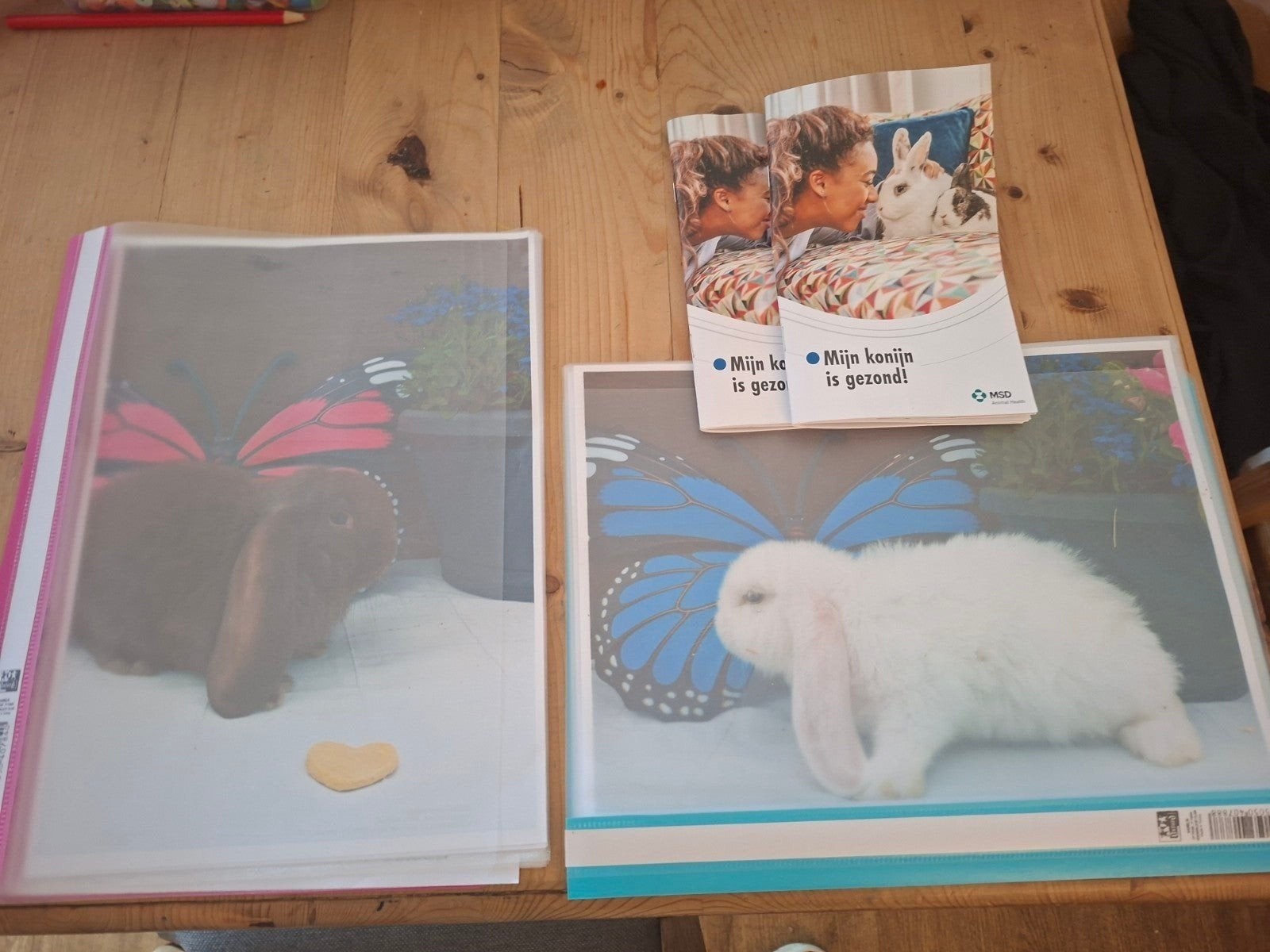 franse hangoren, Meerdere dieren, Groot
