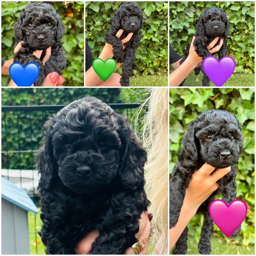 Cockapoo pups, Overige rassen, 8 tot 15 weken, Meerdere dieren, Eén hond