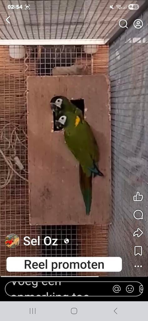 Koppel geelnek dwerg Ara, Meerdere dieren, Papegaai, Geringd