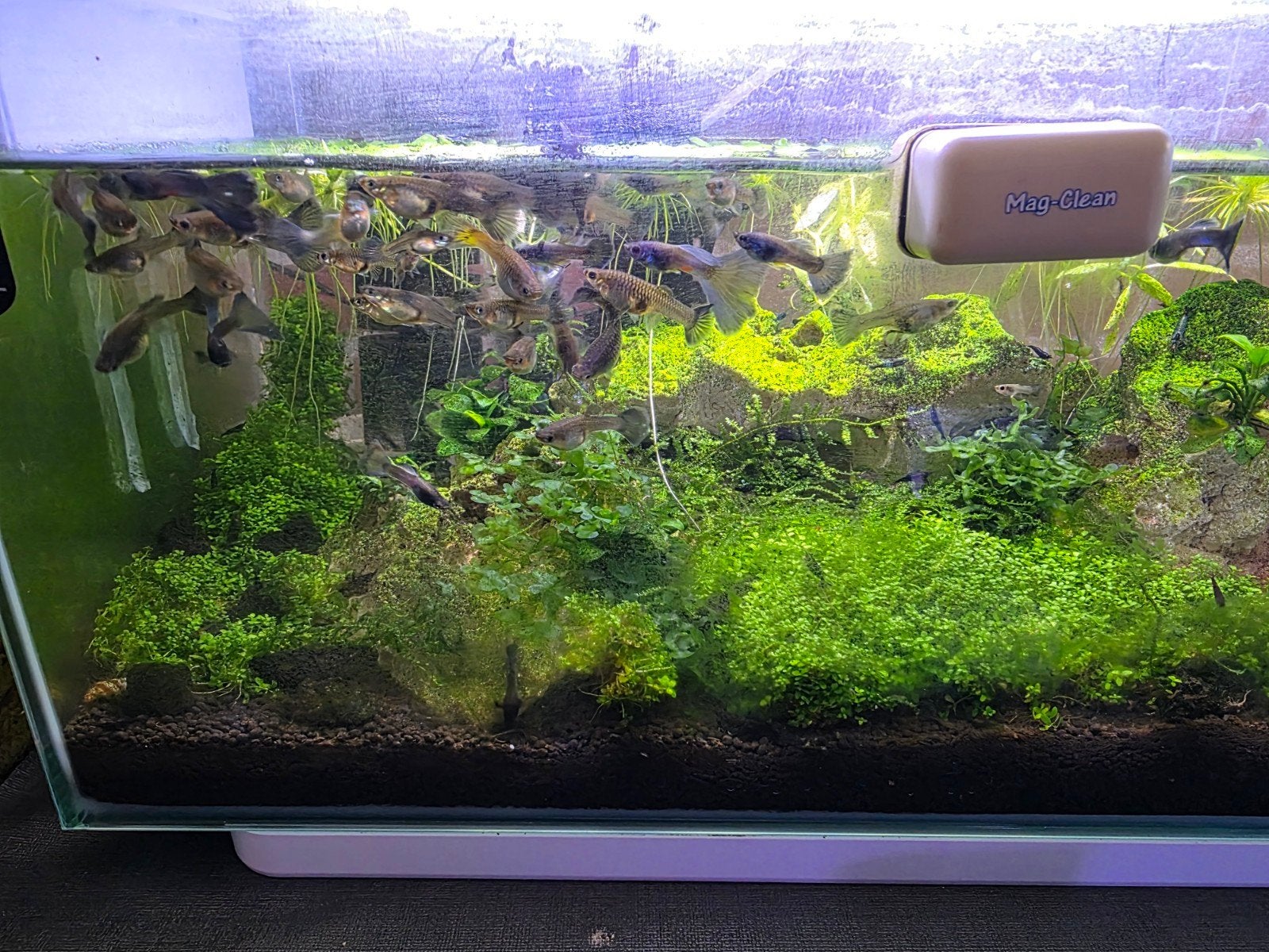 Superfish home 30, Ophalen, Zo goed als nieuw, Leeg aquarium, Superfish
